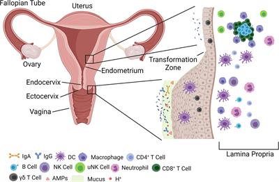 The Microbiome as a Key Regulator of Female Genital Tract Barrier Function